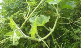 漂亮女配在恋综吃瓜免费南瓜藤,女配吃瓜免费南瓜藤，甜蜜瓜事引关注