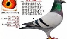 李诞最新爆料信鸽照片,揭秘娱乐圈幕后故事